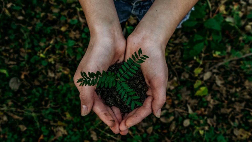 imagem representa o conceito de sustentabilidade e crescimento.