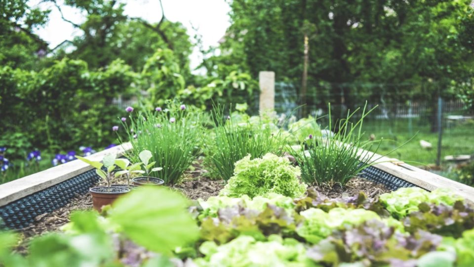A imagem Esta última imagem (Imagem 16) retrata uma horta urbana ou jardim comunitário bem cuidado, simbolizando o cultivo e a sustentabilidade prática.